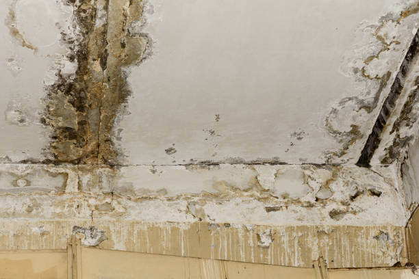 Best Forensic Mold Investigation  in Pamplico, SC