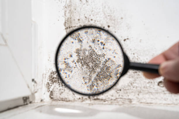 Best Residential Mold Inspection & Testing  in Pamplico, SC